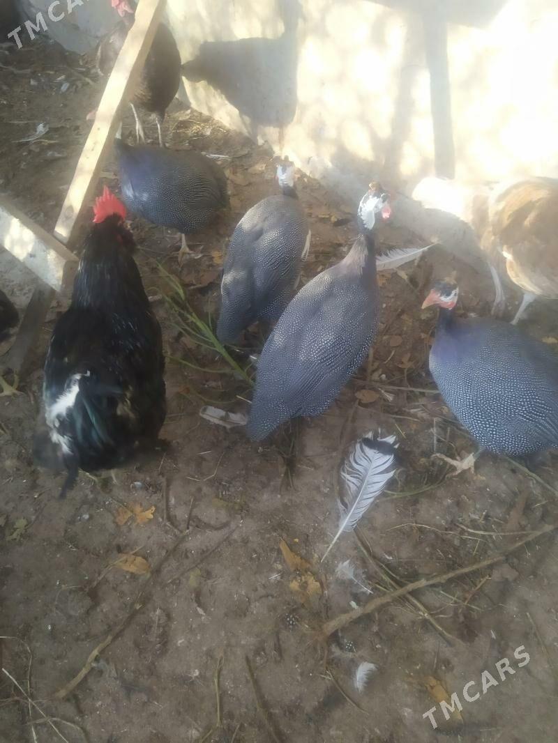 Цисарка - Туркменабат - img 4