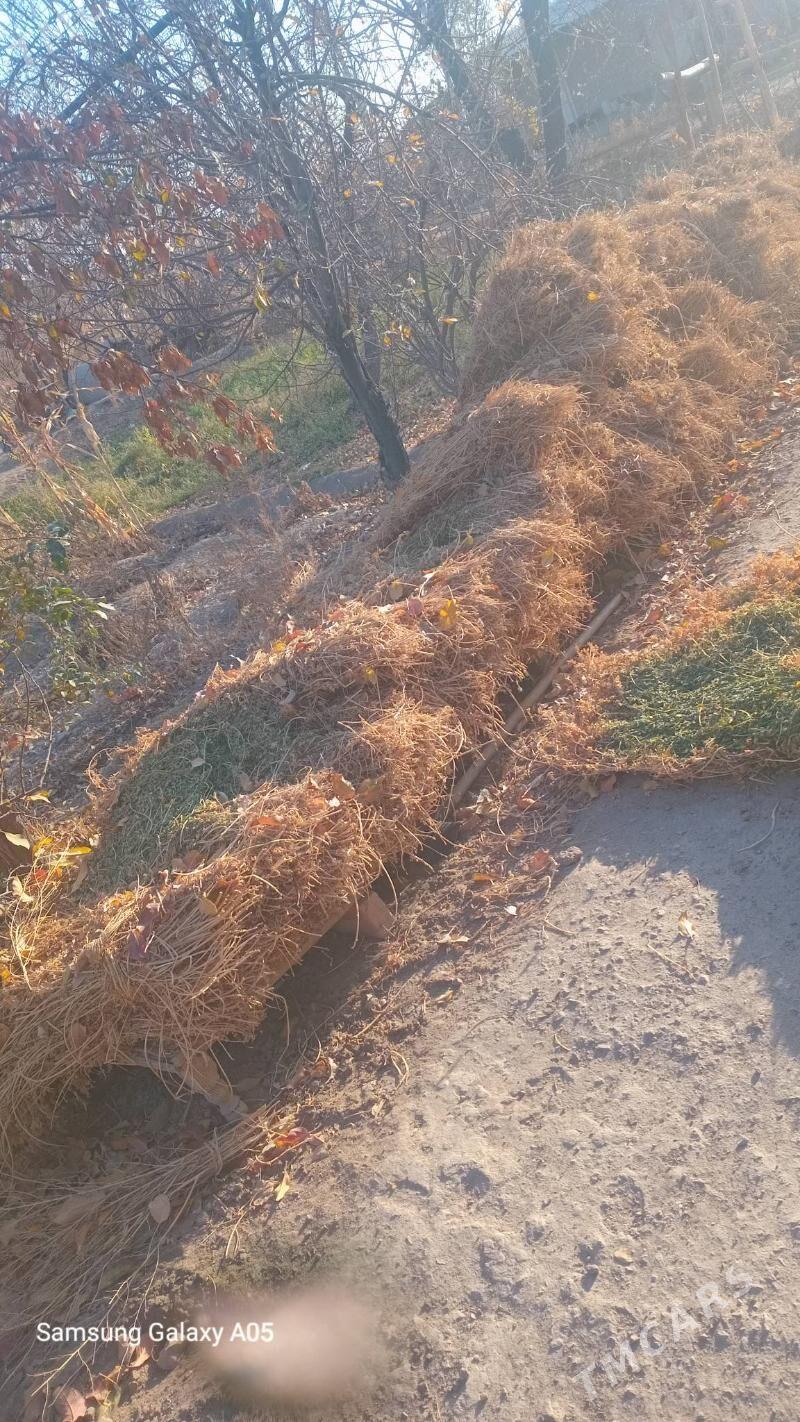 Ýorunja (kulte) - Болдумсаз - img 1