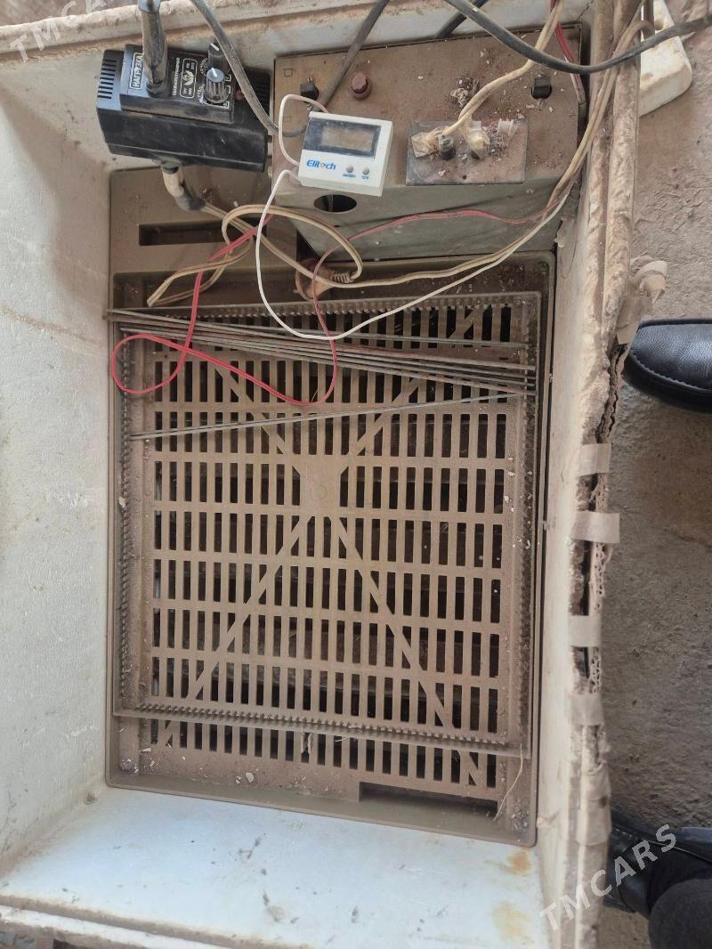 Enkewator 40ýmýrtgalýk - Мары - img 1