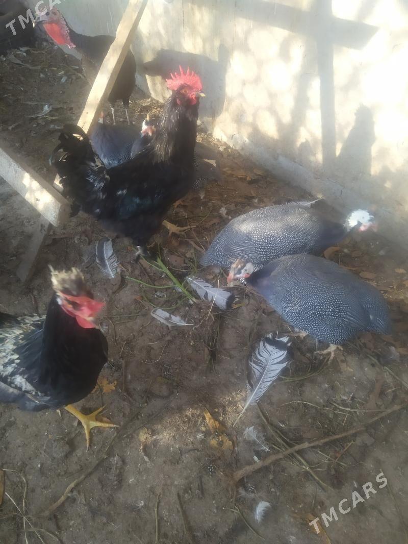 Цисарка - Туркменабат - img 5