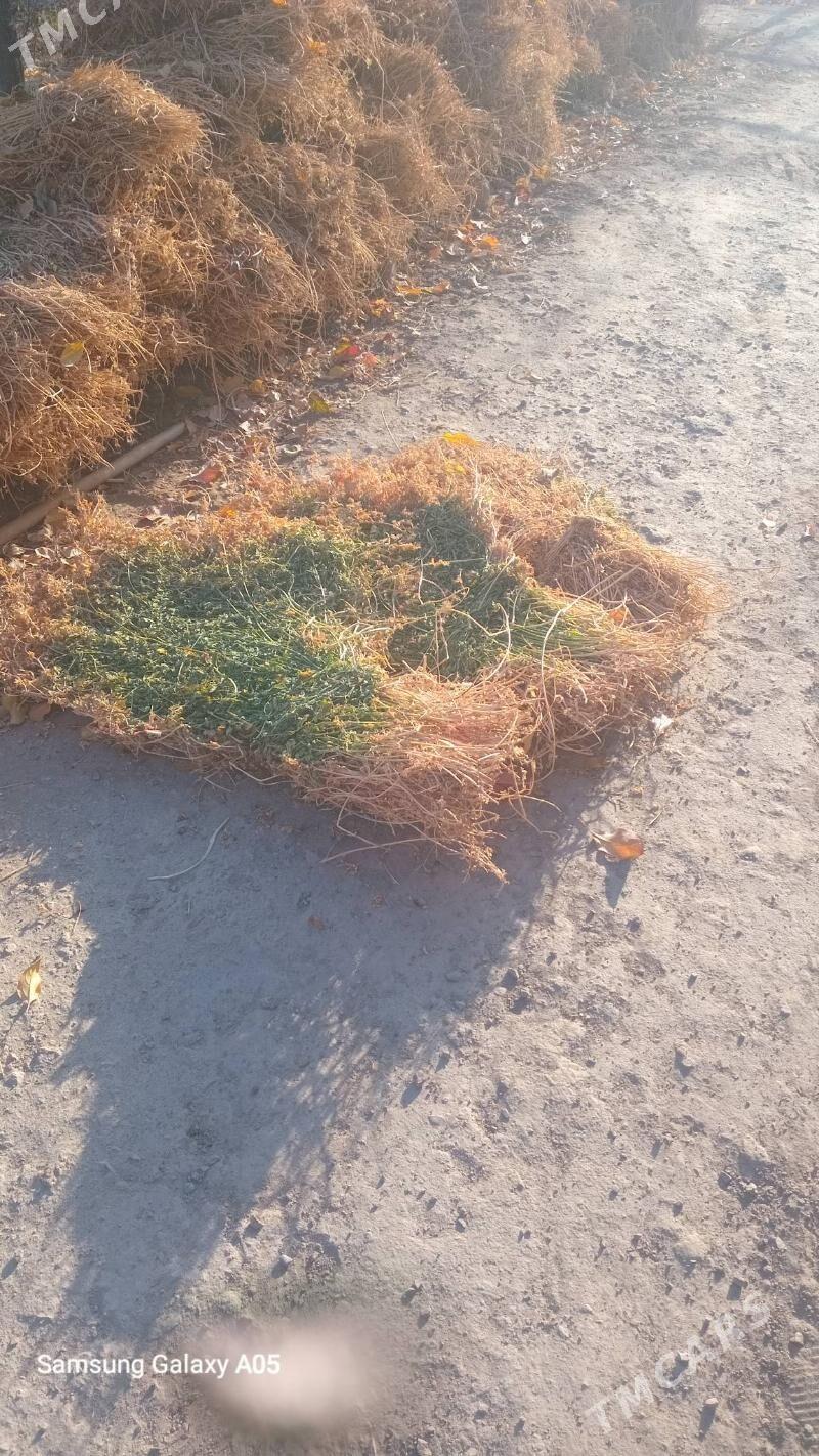 Ýorunja (kulte) - Болдумсаз - img 2