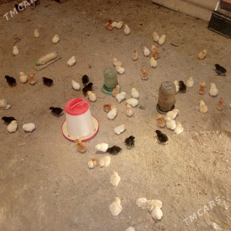 Lohman braun juyje - Гёкдепе - img 2