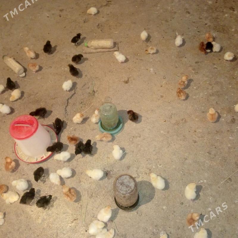 Lohman braun juyje - Гёкдепе - img 1