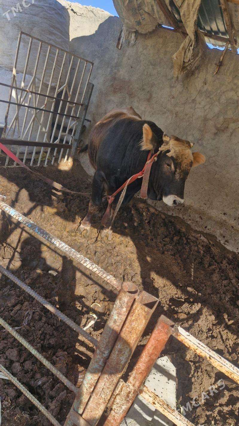 Öküz Şwes - Бузмеин - img 5