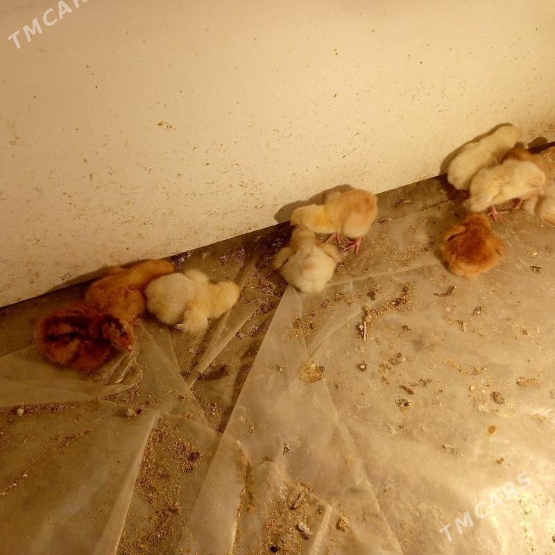 Lohman braun juyje - Гёкдепе - img 3