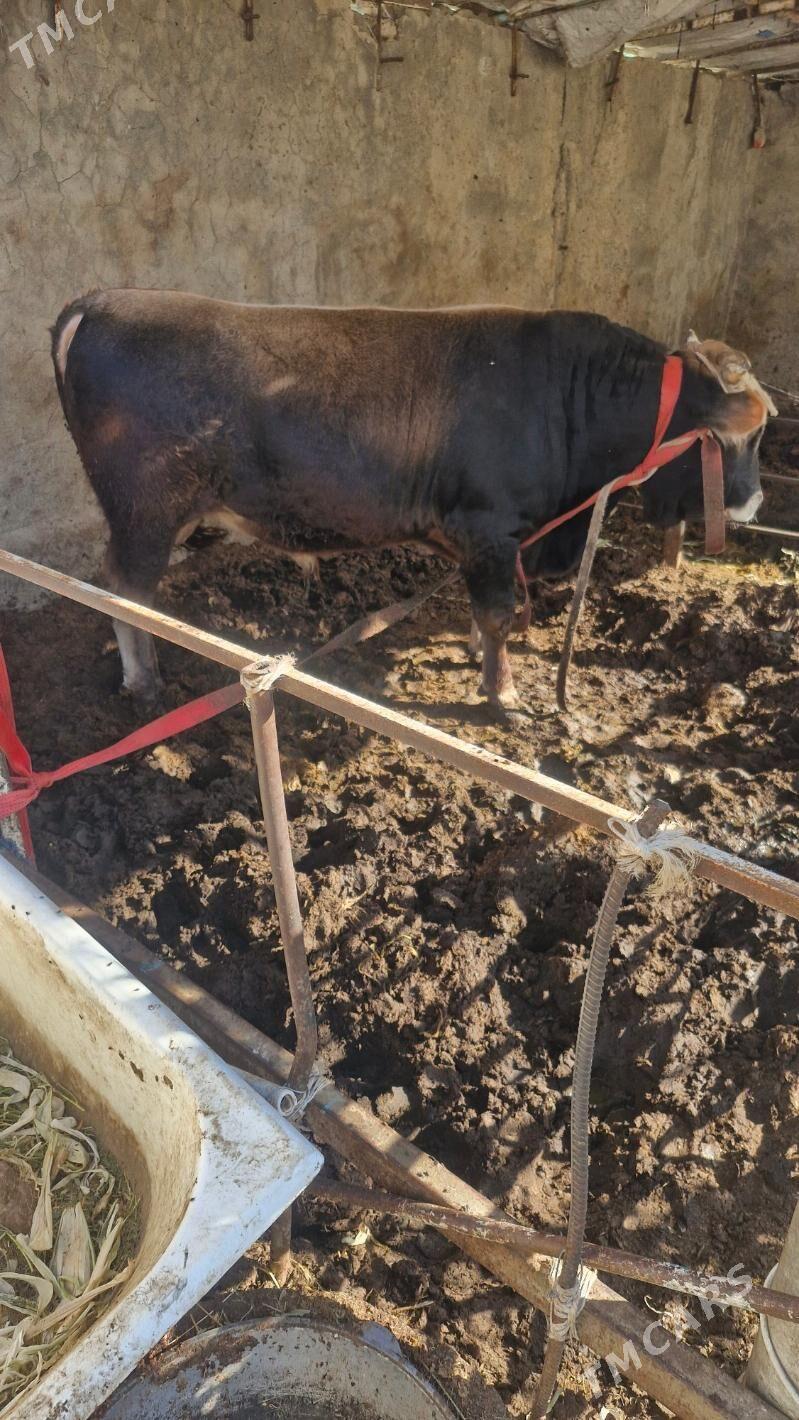 Öküz Şwes - Бузмеин - img 2