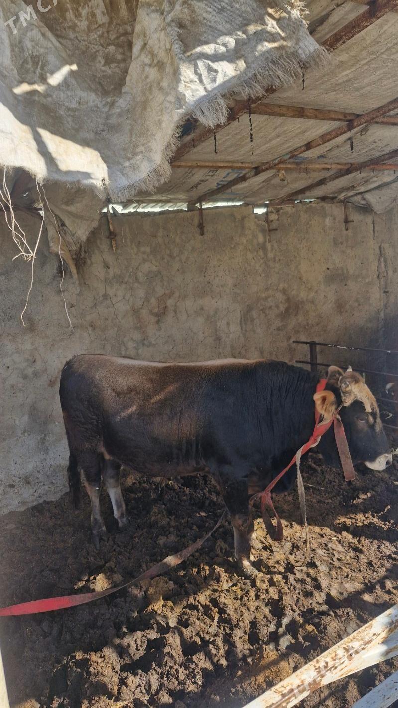 Öküz Şwes - Бузмеин - img 3