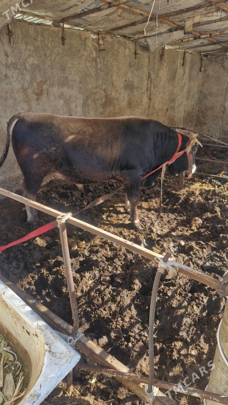 Öküz Şwes - Бузмеин - img 4