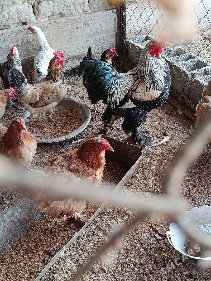 Horaz - Гёкдепе - img 2