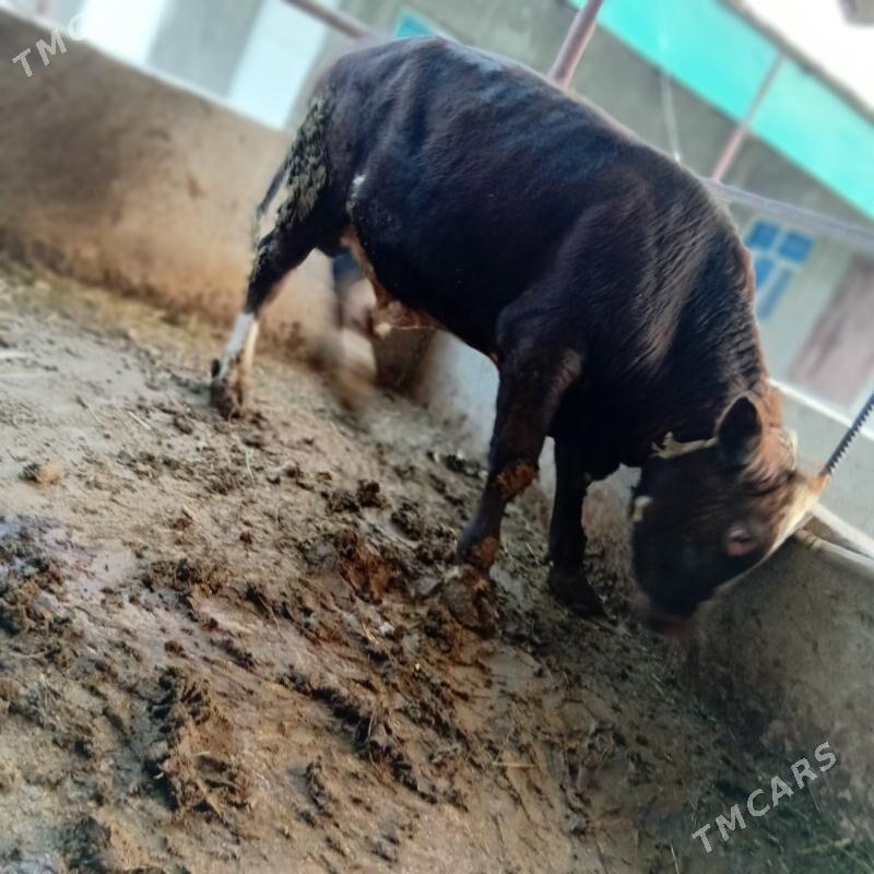 alsir okuz - Gypjak - img 4