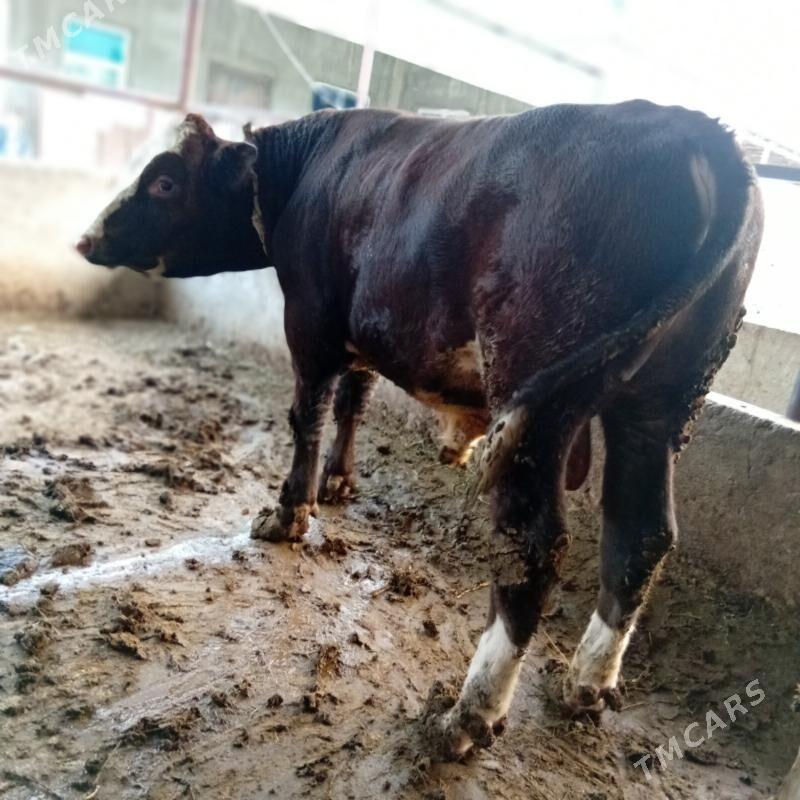 alsir okuz - Gypjak - img 3