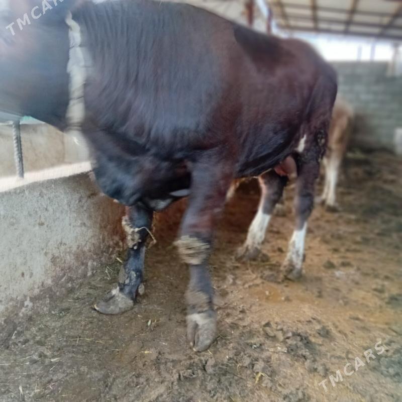 alsir okuz - Gypjak - img 2