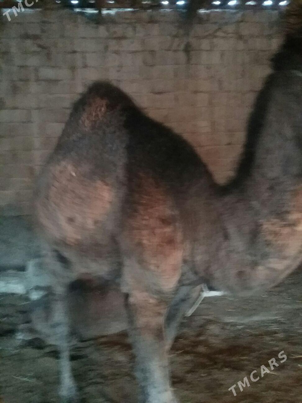 dulyç,3,ýaşar, - Ак-Бугдайский этрап - img 3