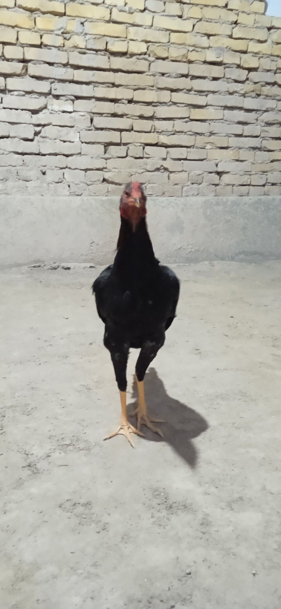 juje - Фарап - img 7