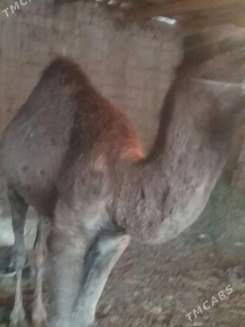 dulyç,3,ýaşar, - Ак-Бугдайский этрап - img 5