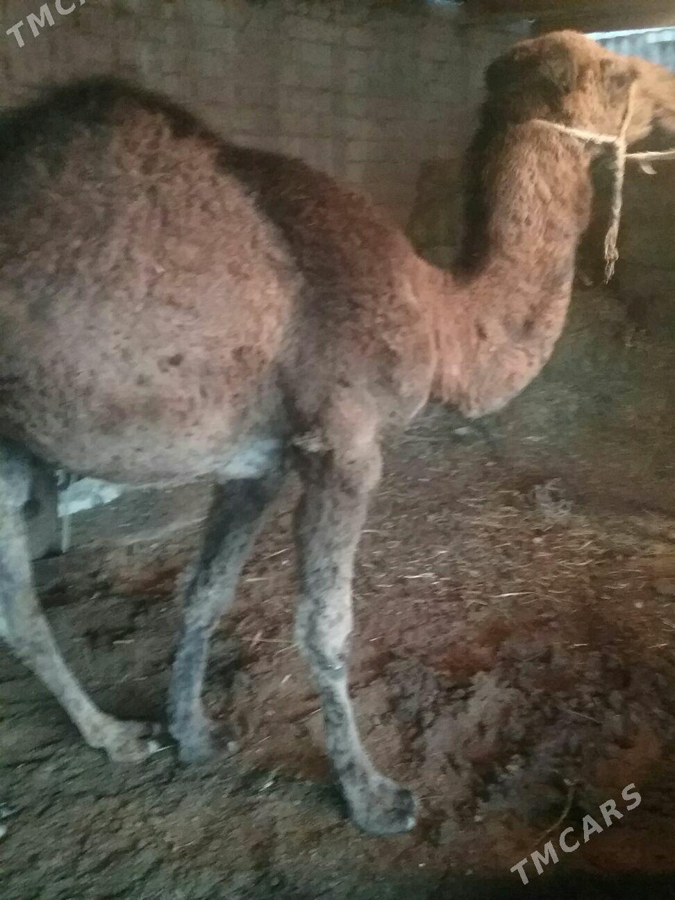 dulyç,3,ýaşar, - Ак-Бугдайский этрап - img 4