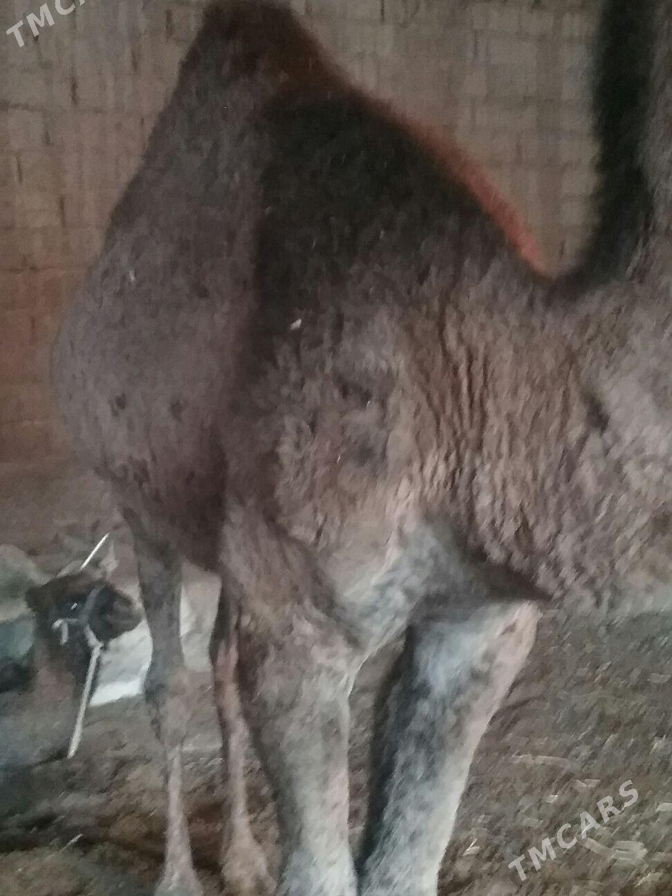 dulyç,3,ýaşar, - Ак-Бугдайский этрап - img 6