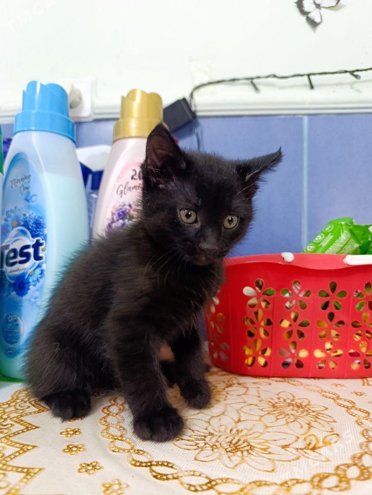 Котёнок в добрые руки - Türkmenbaşy - img 1