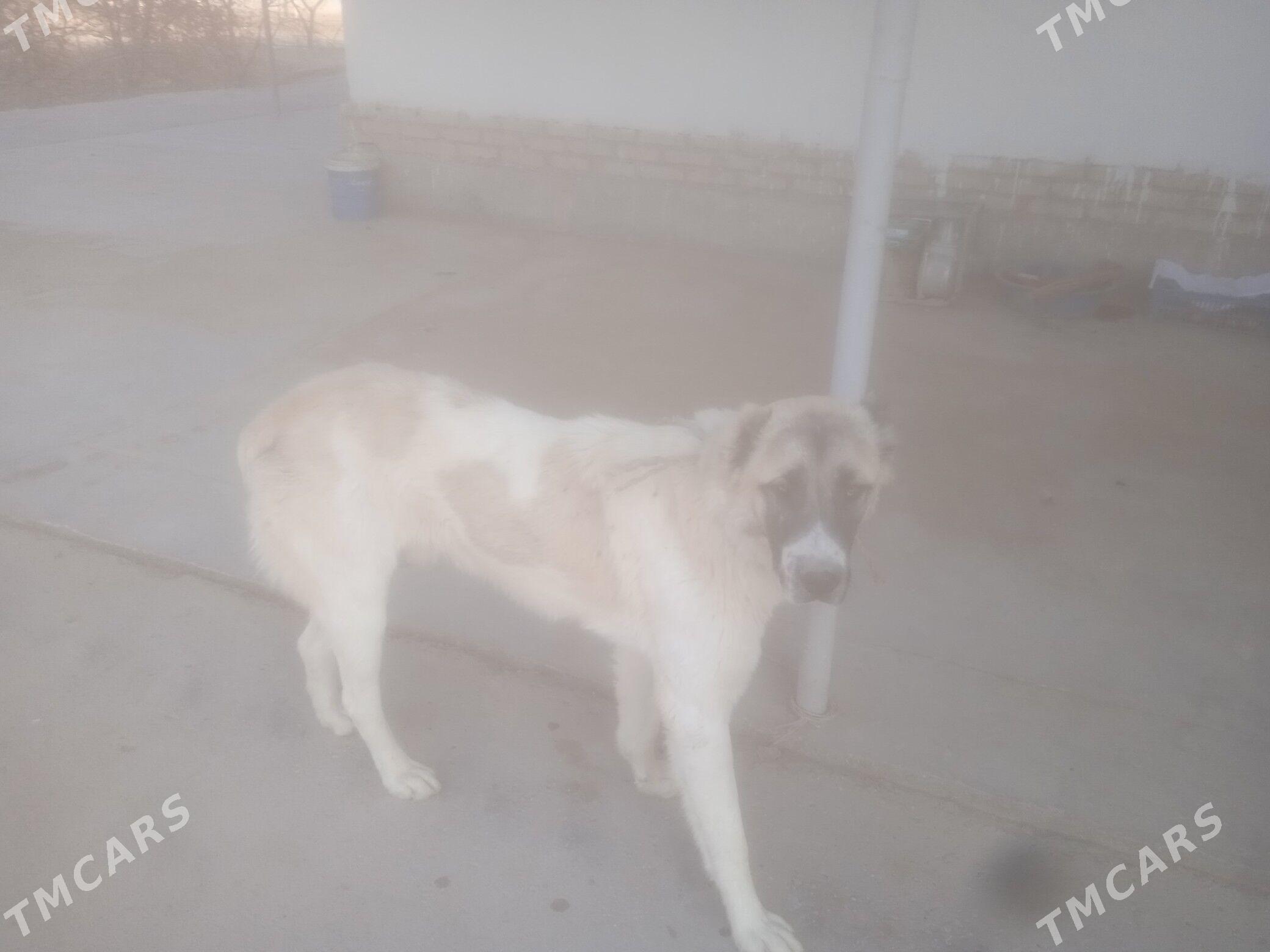 алабй - Daşoguz - img 2