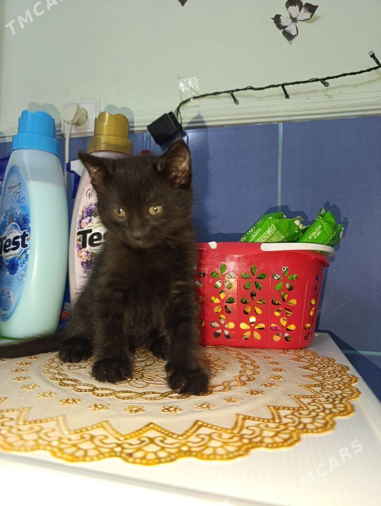Котёнок в добрые руки - Türkmenbaşy - img 3