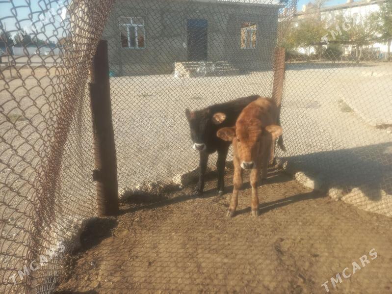 Gòle - Balkanabat - img 2