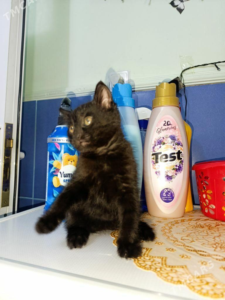 Котёнок в добрые руки - Türkmenbaşy - img 2