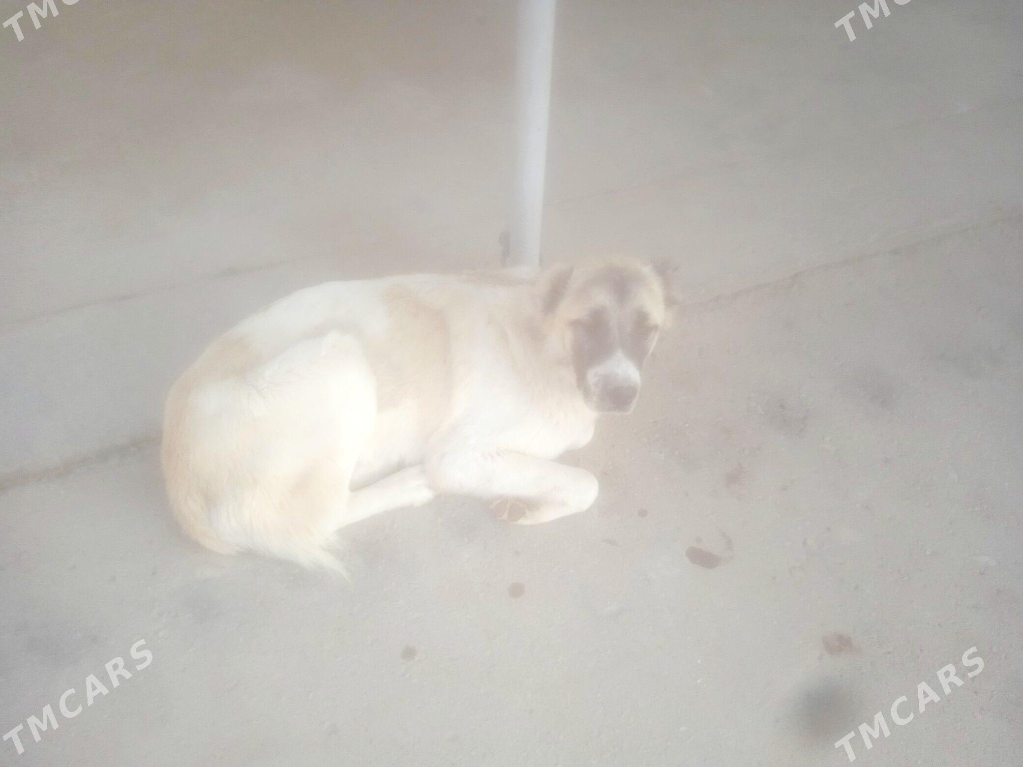 алабй - Daşoguz - img 3