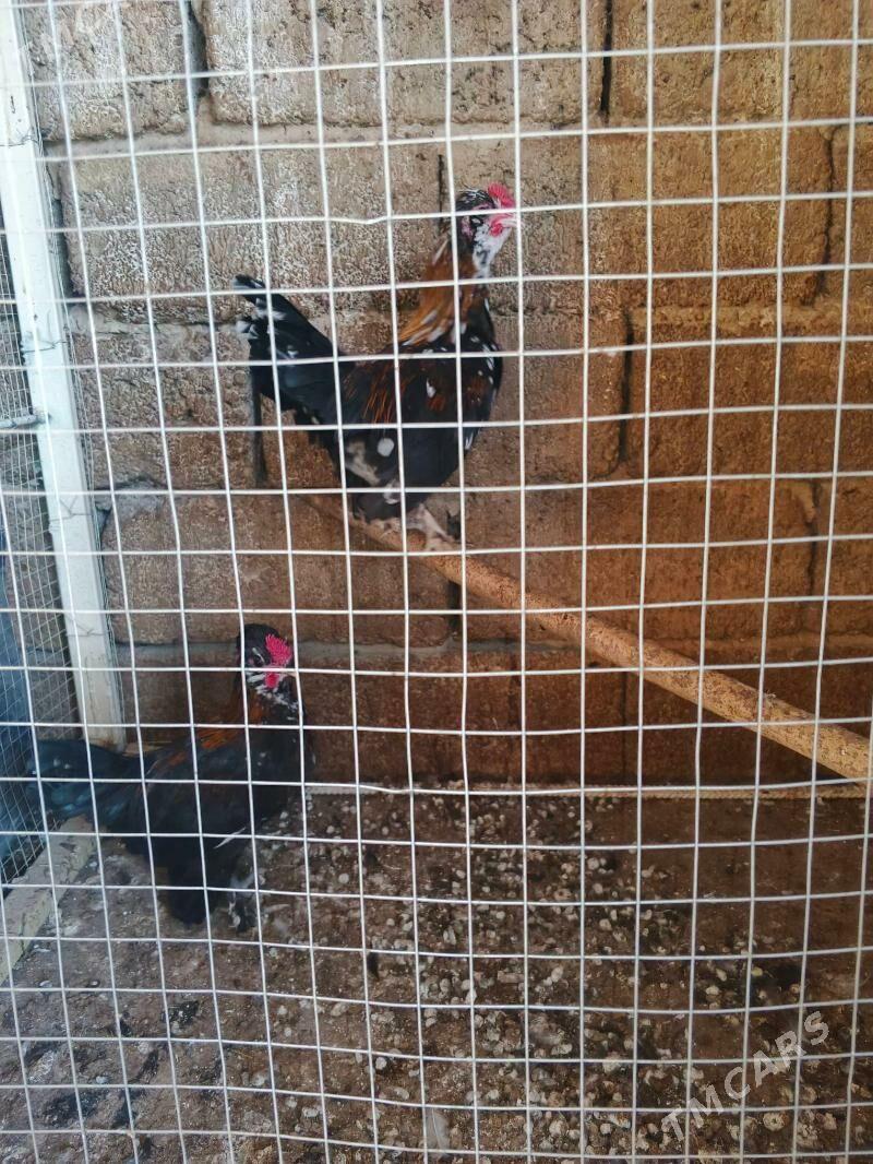 karlik - Hitrowka - img 4