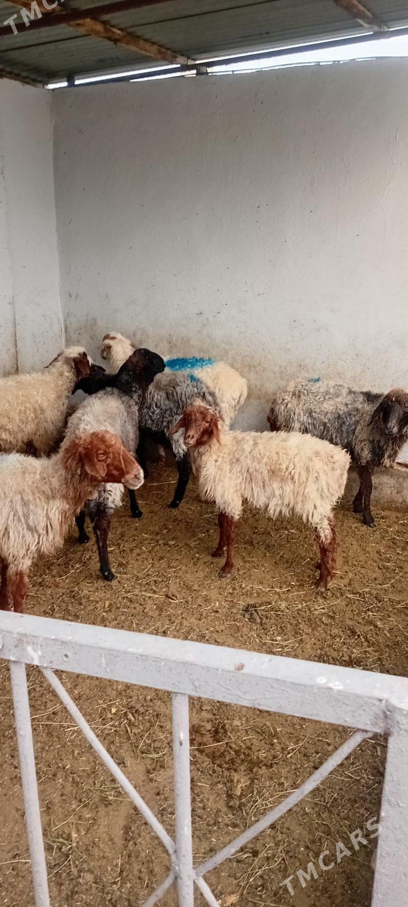 gysyr ene goyunlar - Кипджак - img 4