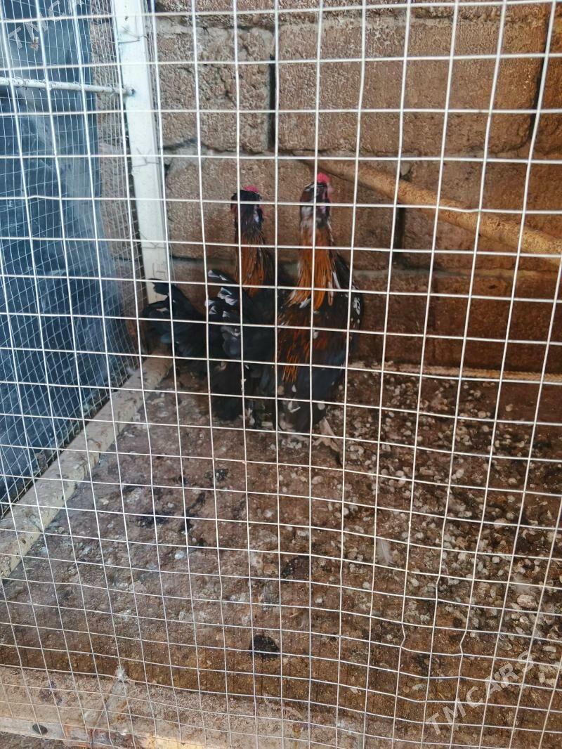 karlik - Hitrowka - img 3