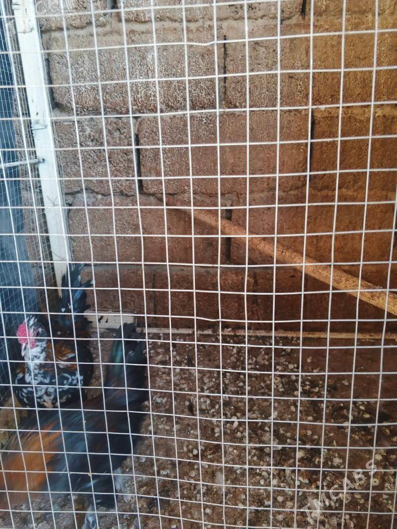 karlik - Hitrowka - img 2