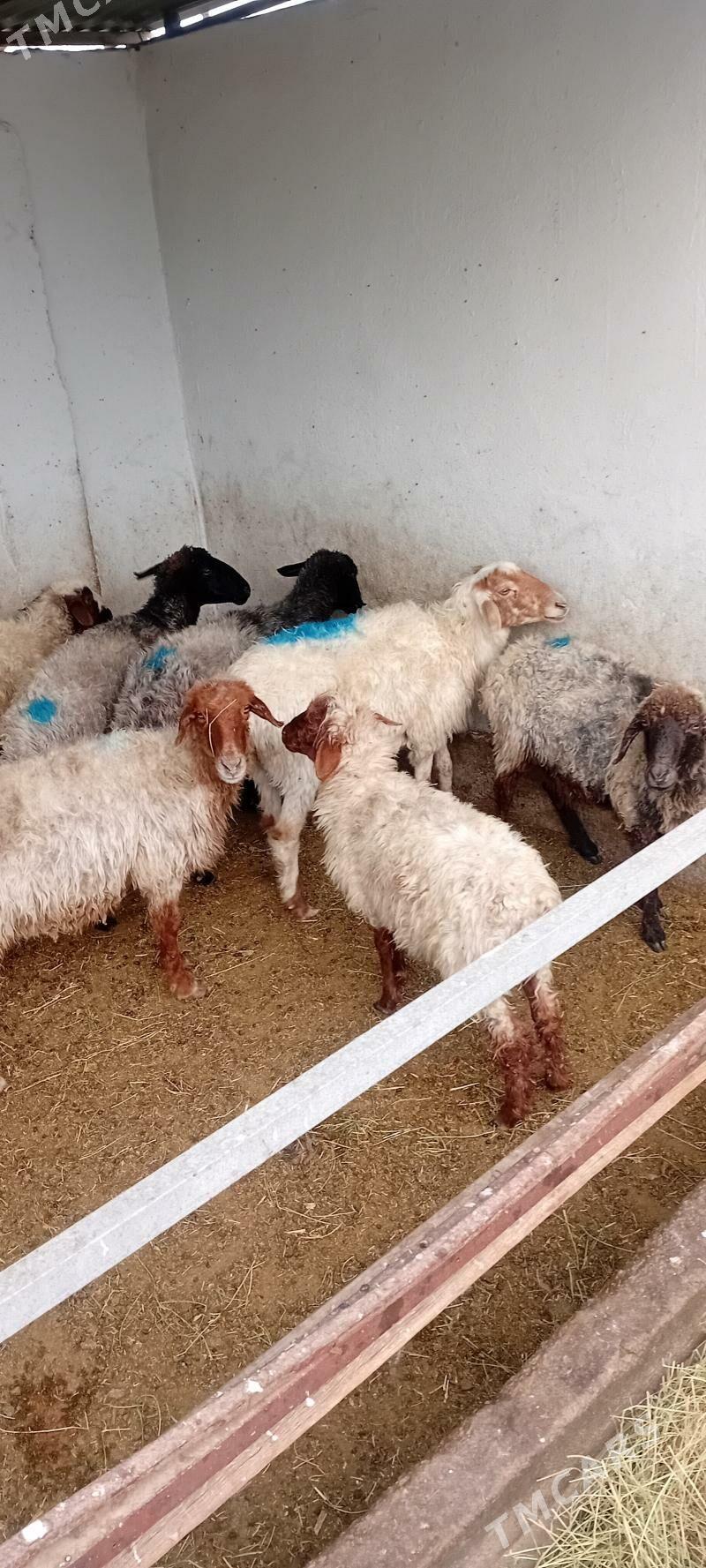 gysyr ene goyunlar - Кипджак - img 3