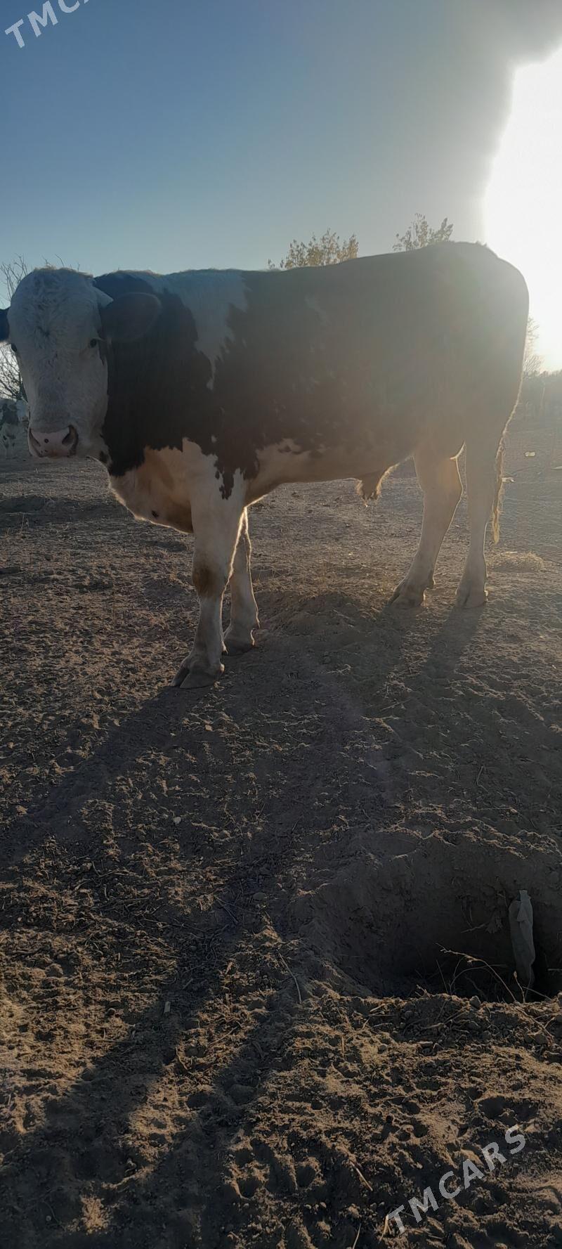 simeltan - Bagyr - img 3