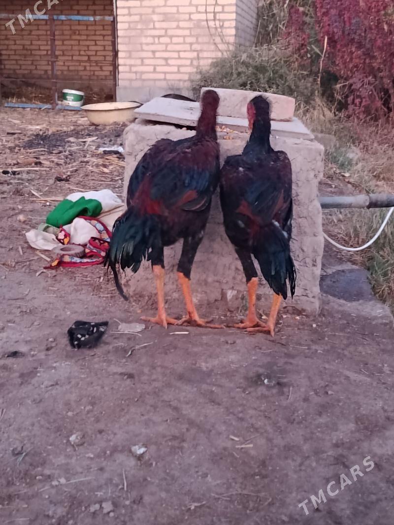 juje - Чарджоу - img 5