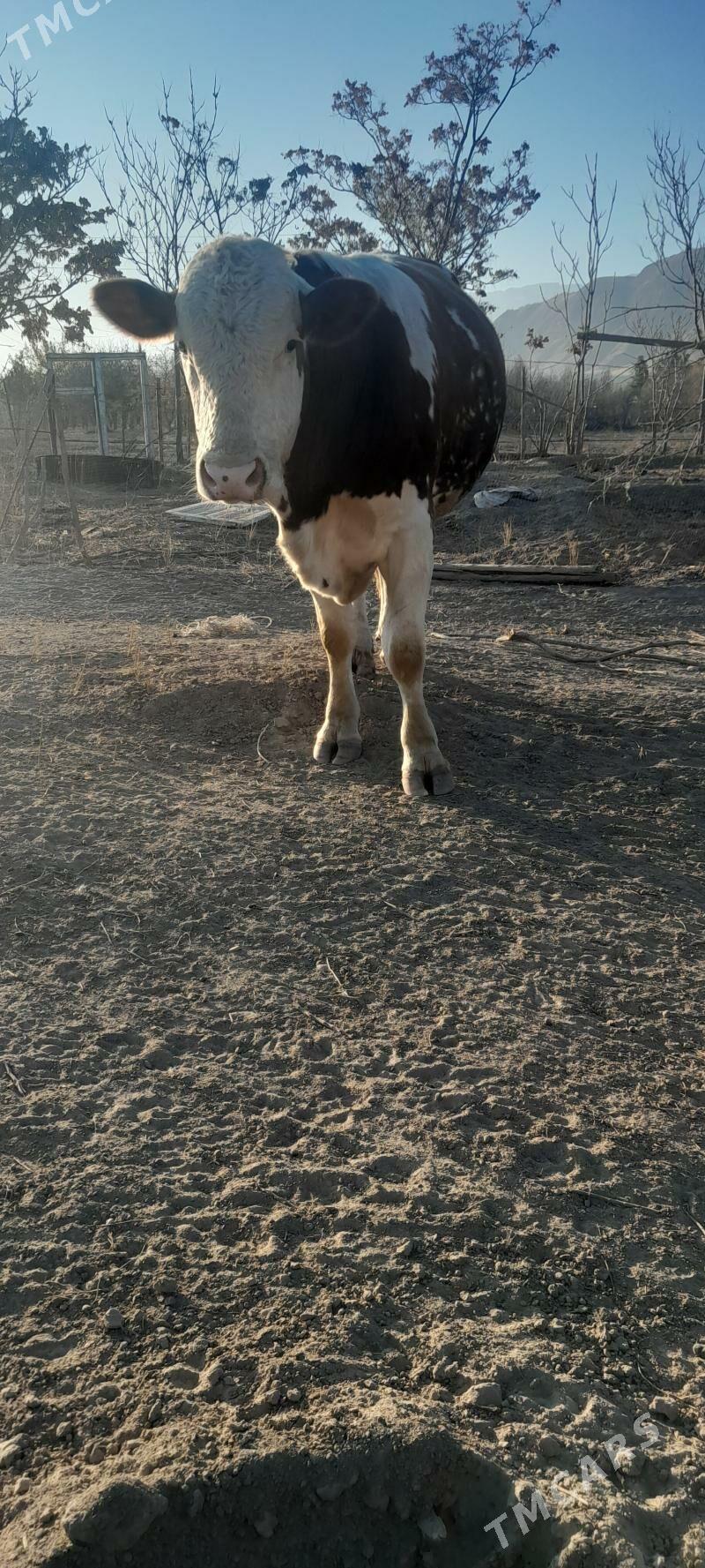 simeltan - Bagyr - img 2