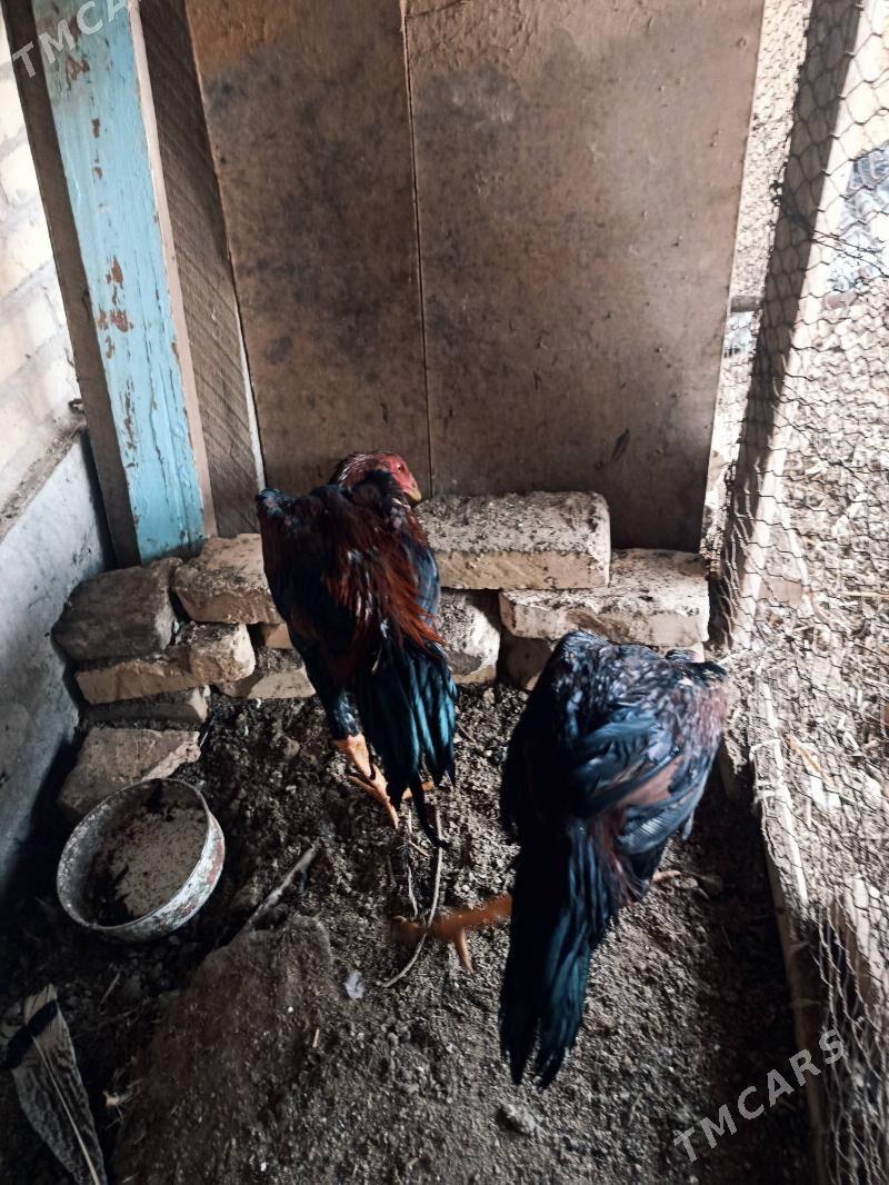 juje - Чарджоу - img 4