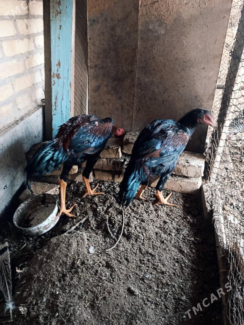 juje - Чарджоу - img 2