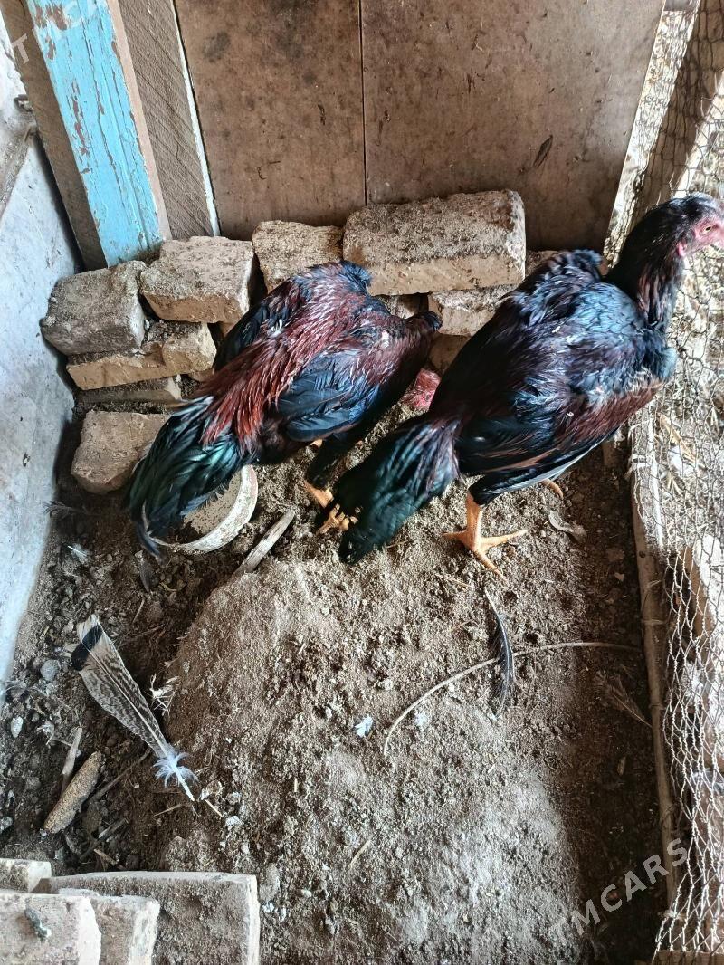 juje - Чарджоу - img 3