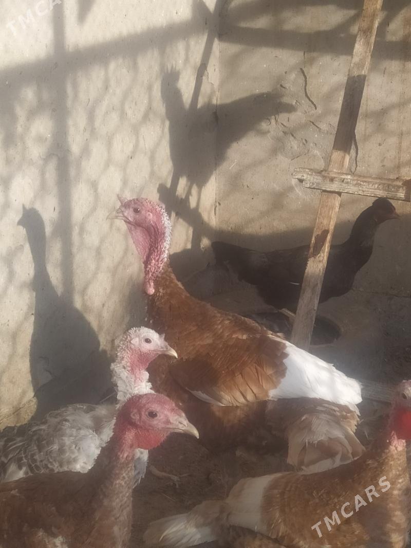 Индюк - Туркменабат - img 4