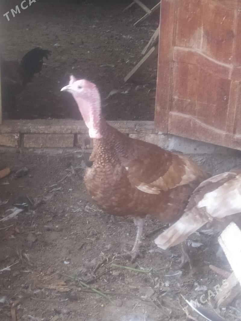 Индюк - Туркменабат - img 3