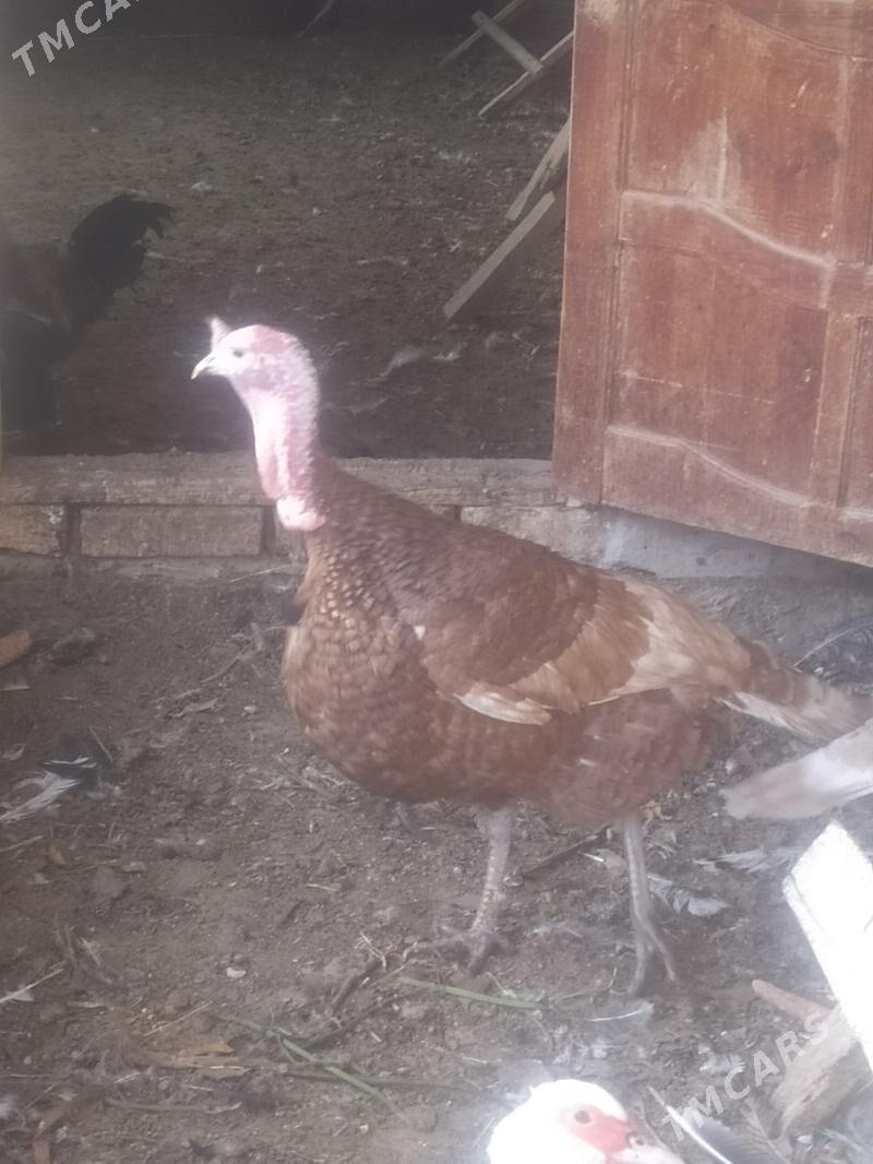 Индюк - Туркменабат - img 2