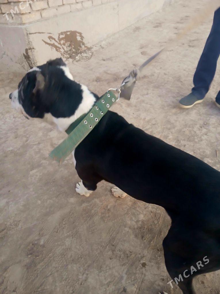 pidbu - Şabat etr. - img 4