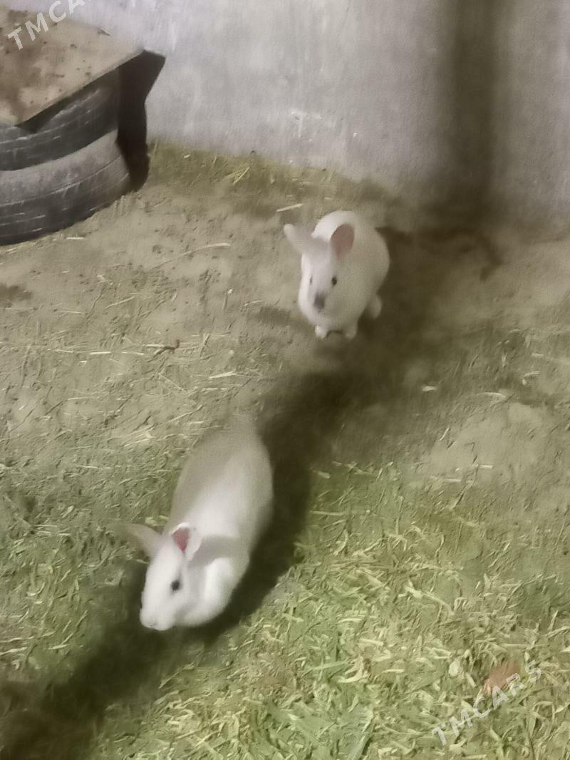 towṣan - Bäherden - img 2