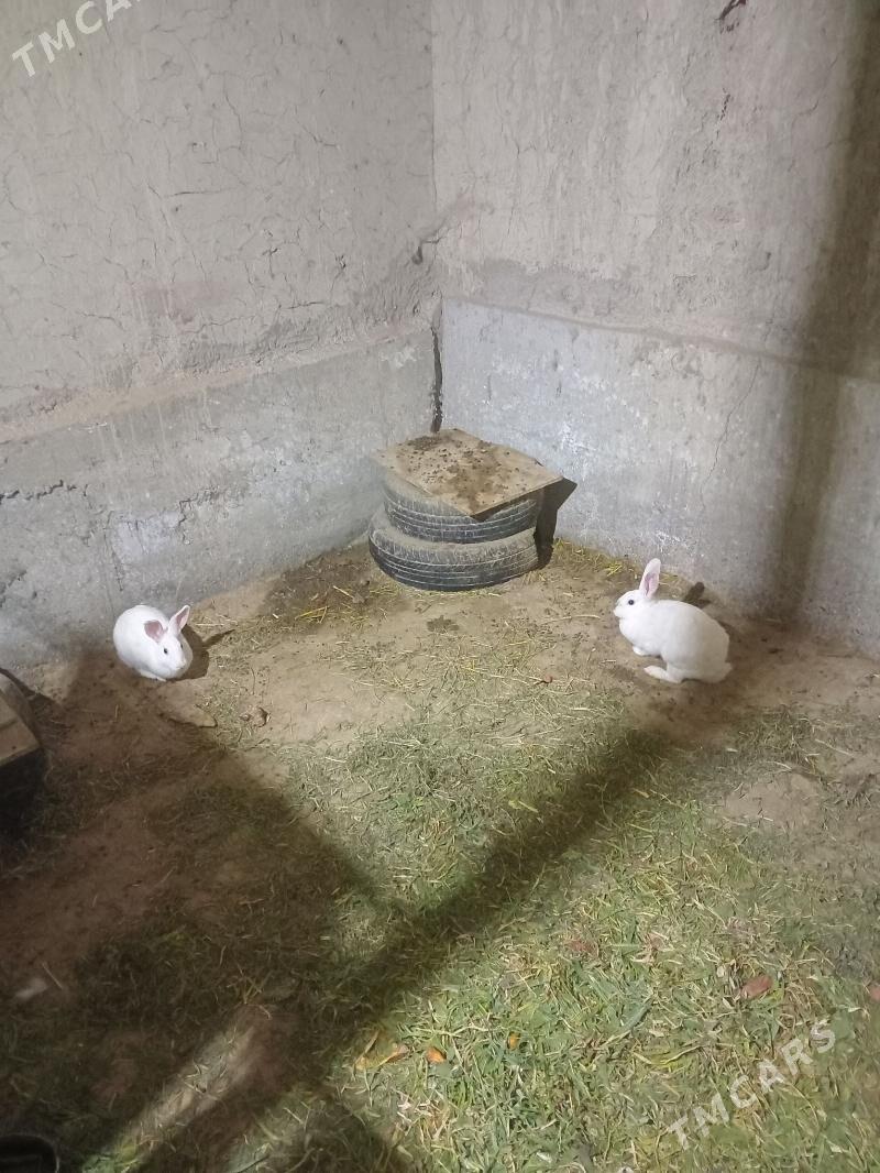 towṣan - Bäherden - img 3