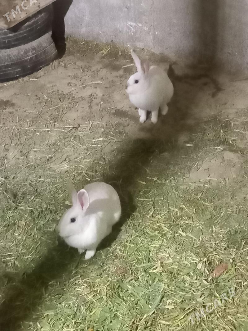 towṣan - Bäherden - img 4