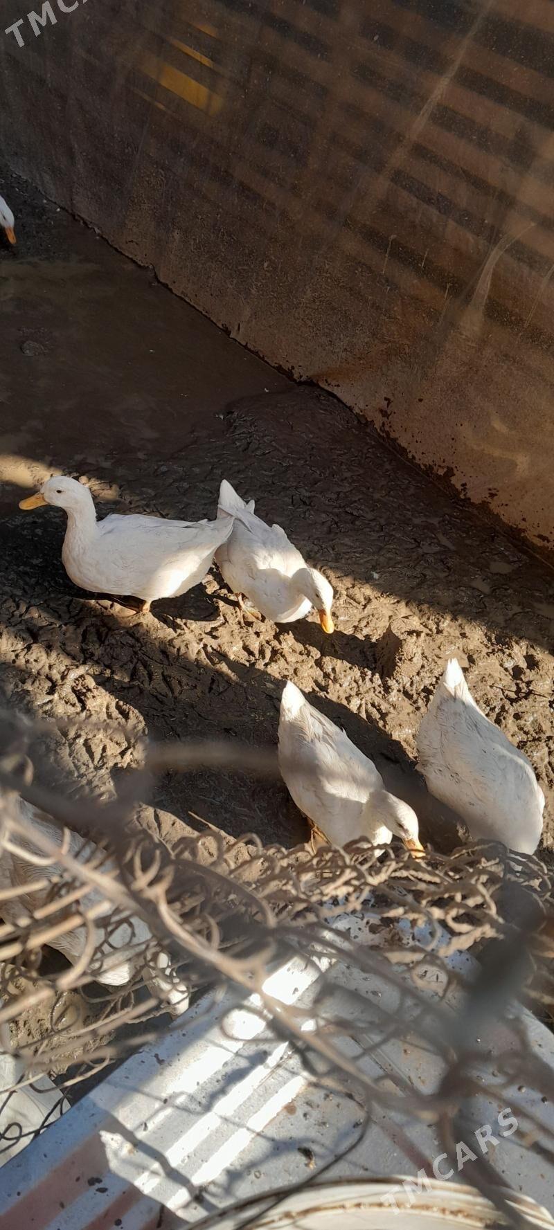 ordek - Çoganly - img 6