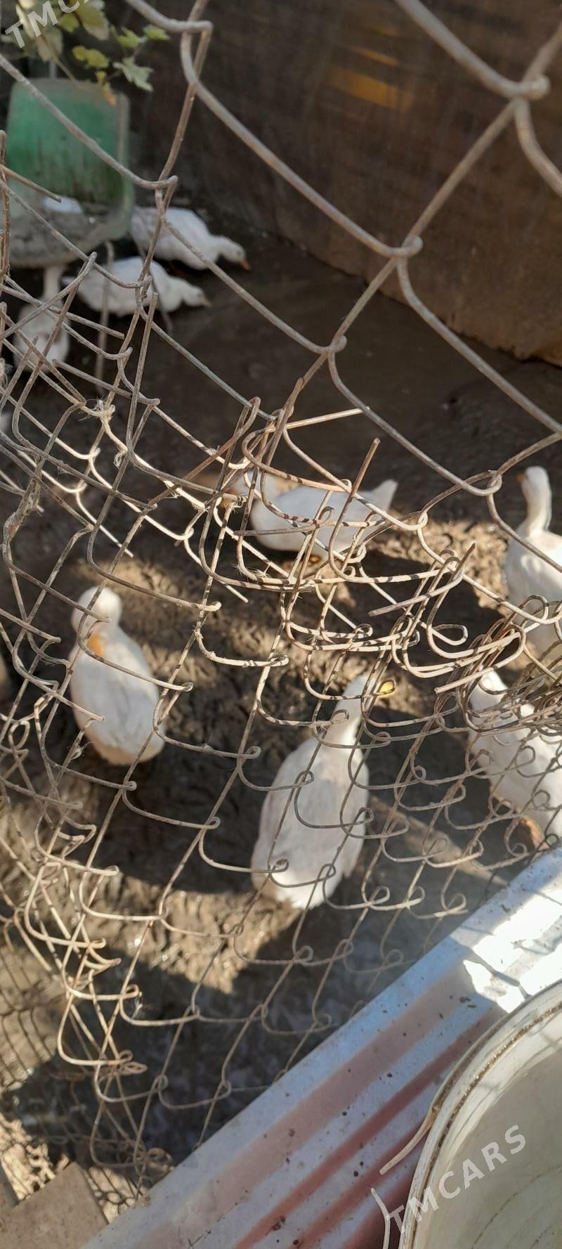 ordek - Çoganly - img 2