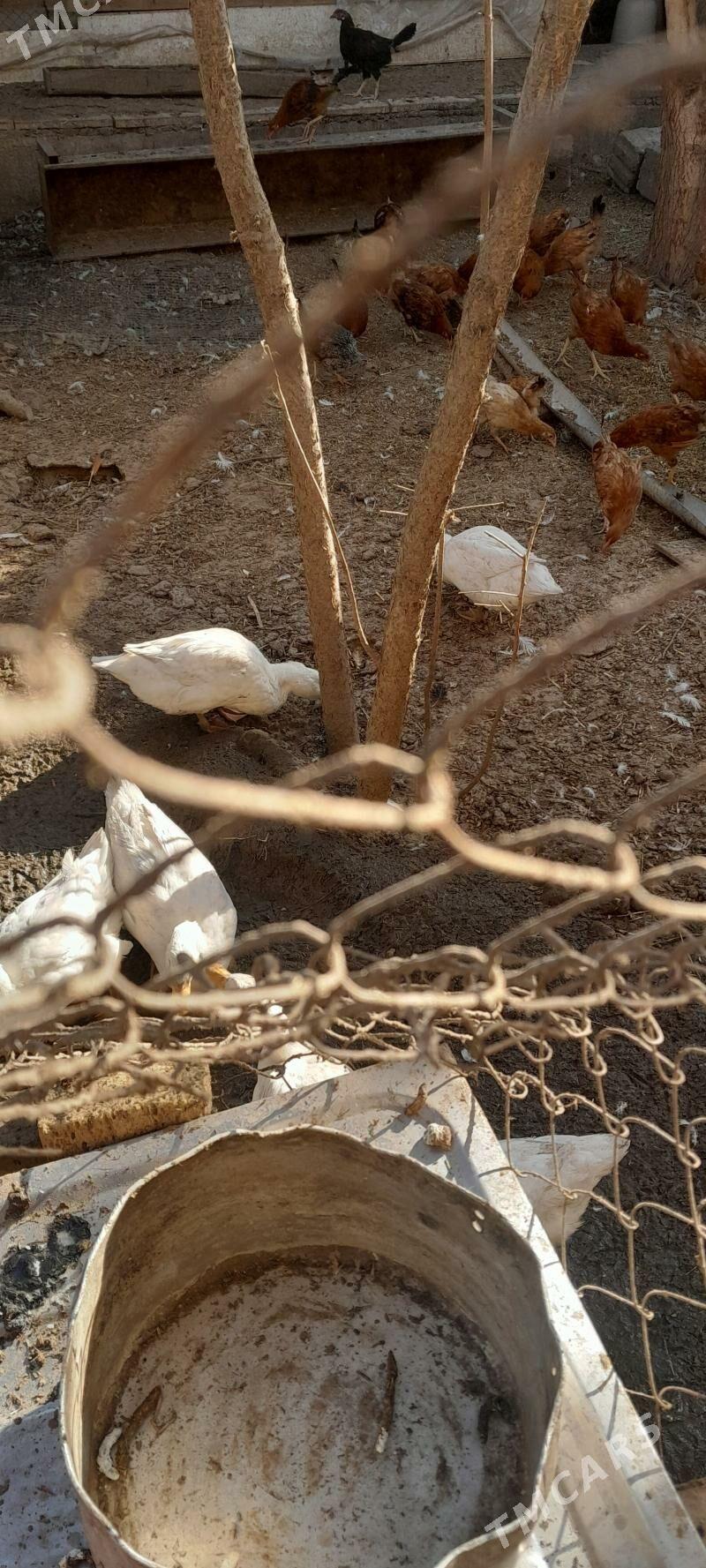 ordek - Çoganly - img 4