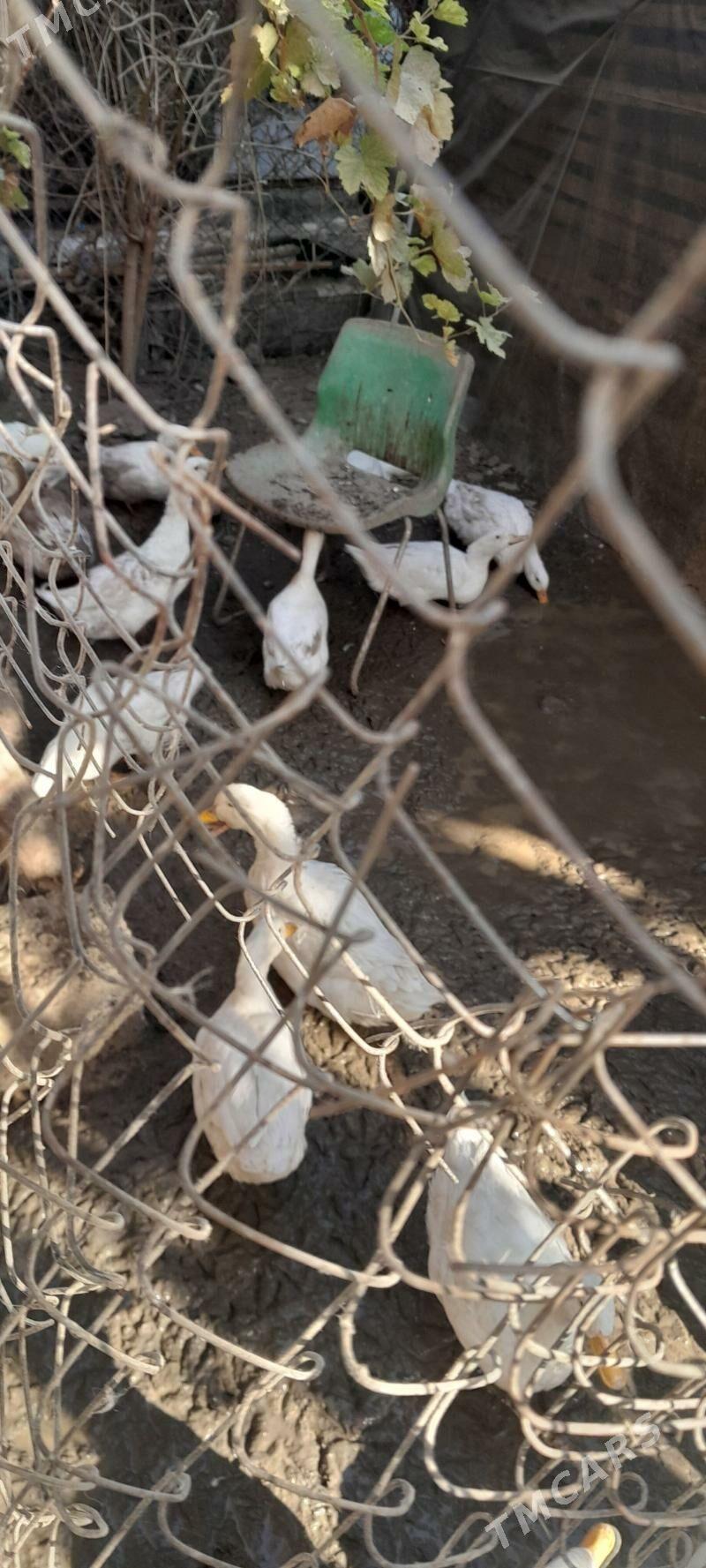 ordek - Çoganly - img 5