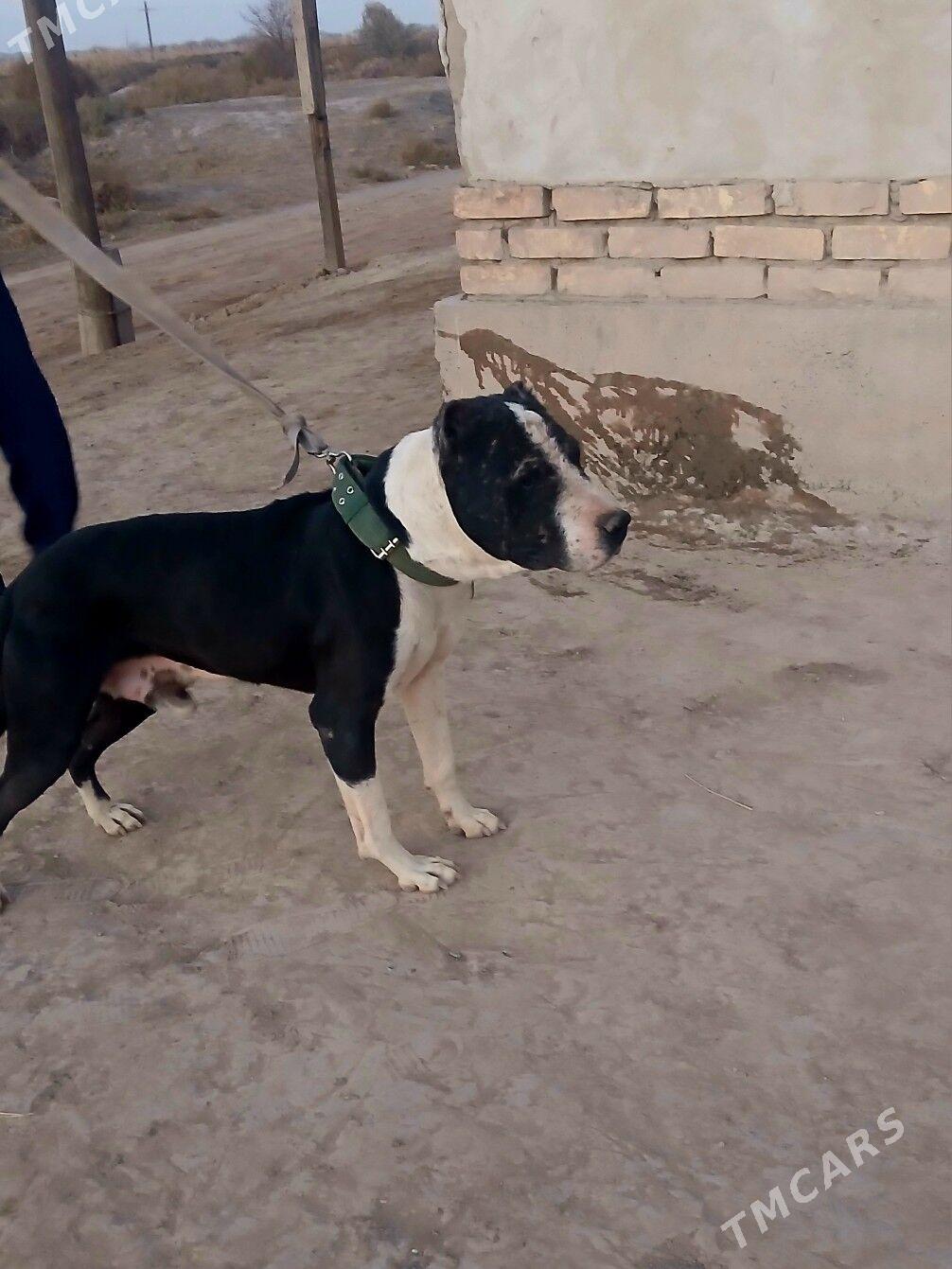 pidbu - Şabat etr. - img 2